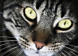 Dramatic horizontal portriat of a black tabby cat with green eyes.